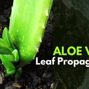 Aloe vera Leaf Propagation: Is it Possible?