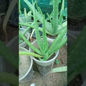 Aloe Vera Plant pups
