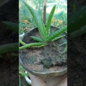 Amazing Plant Aloe Vera
