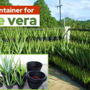 Best Containers or Pots for Growing Aloe vera Plant