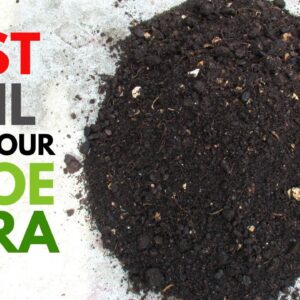 Best Soil for Aloe vera