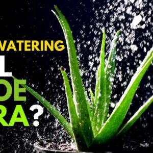 Can Overwatering Kill Aloe Vera Plant?
