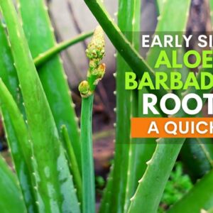 Early Signs of Aloe vera Barbadensis Root Rot