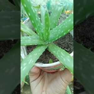 Easy Plant Aloe Vera #aloevera #aloeveragarden