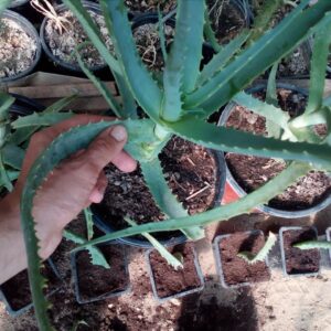 Grow aloe vera from cutting single leaf