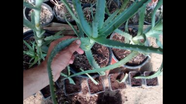 Grow aloe vera from cutting single leaf
