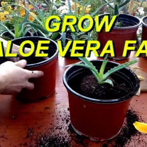 Grow Aloe Vera very fast using Banana peel fertilizer