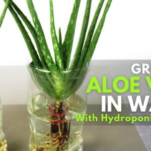 Growing Aloe vera in Water with Hydroponic Solution