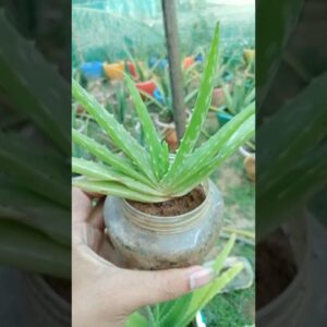 Home Plant Aloe Vera