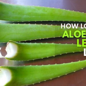 How Long Does Aloe vera Leaf Last?