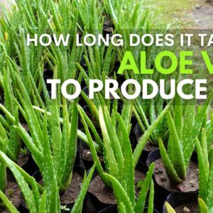 How Long Does It Take For The Aloe vera To Produce Pups