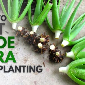 How To Cut Aloe Vera For Planting