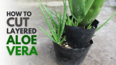 How To Cut Layered Aloe Vera Plant