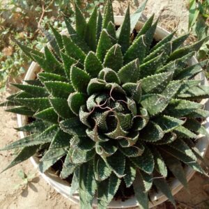 How to grow aloe vera  "Aloe aristata"