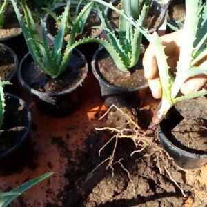 How to grow aloe vera from cutting  'Aloe arborescens'