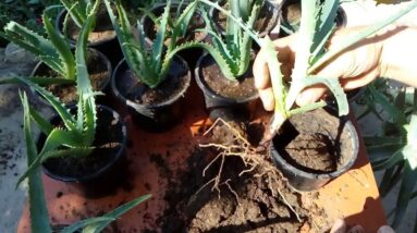 How to grow aloe vera from cutting  'Aloe arborescens'