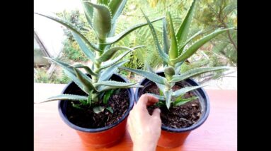 How to grow Aloe Vera from cuttings