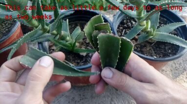 How to grow Aloe Vera from single leaf 100% root