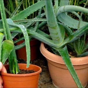 How to grow Aloe Vera from single leaf very easy 100% root