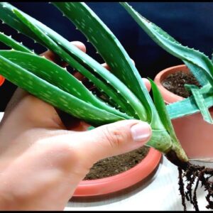 How to Grow Aloe Vera very easy