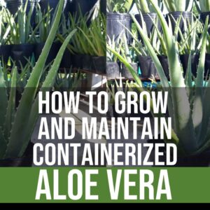 How To Grow and Maintain Containerized Aloe Vera