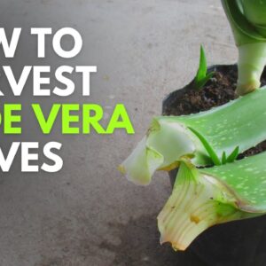 How To Harvest Aloe Vera Leaves - The Clean Way