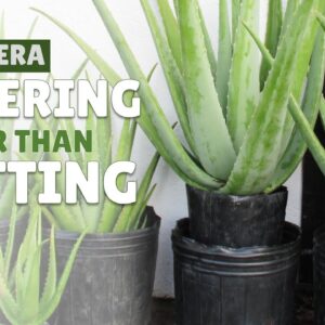 How To Layer Aloe Vera Before Cutting