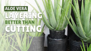 How To Layer Aloe Vera Before Cutting
