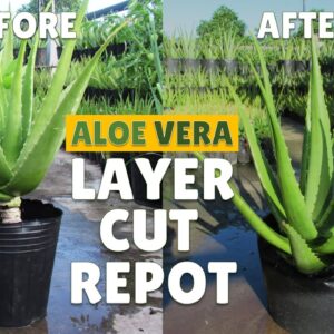 How To Layer, Cut and Repot Big Aloe Vera Plant