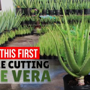 How To Make Tall Aloe Vera Grow New Roots Before Cutting