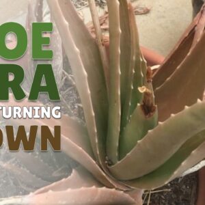 How To Manage Aloe Vera With Leaves Turning Brown