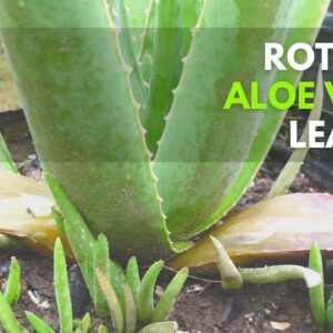 How to Manage Aloe vera with Rotting Leaves