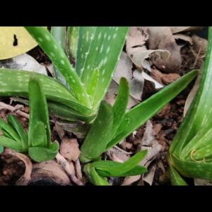 How To Plant Aloe Vera At Home | Shorts Video Compilation Aloe Vera #07