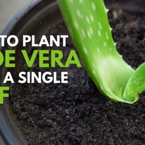 How To Plant Aloe vera From A Single Leaf