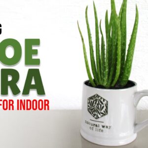 How To Plant Aloe Vera in a Mug for Indoor