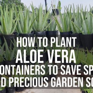 How to Plant Aloe Vera in Containers In Order To Save Space and Soil.