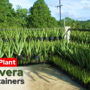 How To Plant Aloe vera in Containers