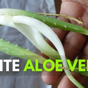 How To Plant Aloe vera You Receive from the Mail