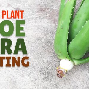 How To Plant Big Aloe Vera From A Cutting