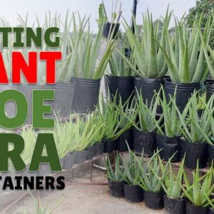 How To Plant Giant Aloe Vera in Containers