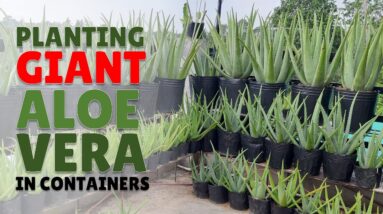 How To Plant Giant Aloe Vera in Containers