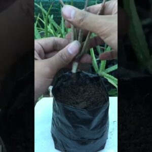 How To Plant Small Aloe Vera