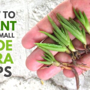 How To Plant Very Small Aloe vera Pups