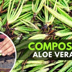How To Prepare Aloe vera Pups for Composting
