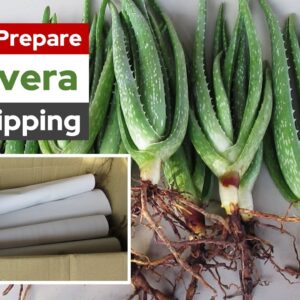 How To Prepare and Pack Aloe Vera Plant For Shipping