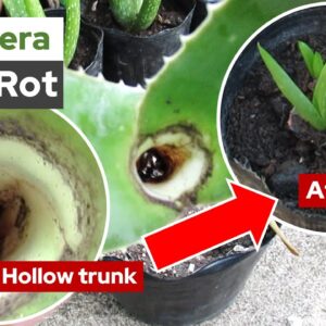 How To Propagate A Rotten Aloe Vera With A Hollow Trunk