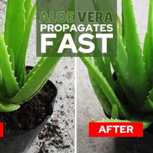 How To Propagate Aloe Vera Fast