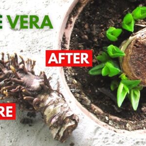 How To Propagate Aloe Vera from a Dried Root and Stem