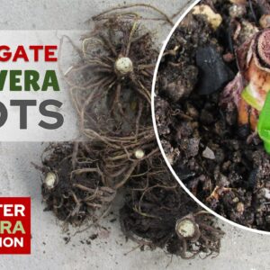 How To Propagate Aloe Vera From Root Cuttings