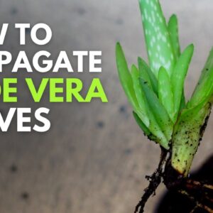 How To Propagate Aloe vera Leaves